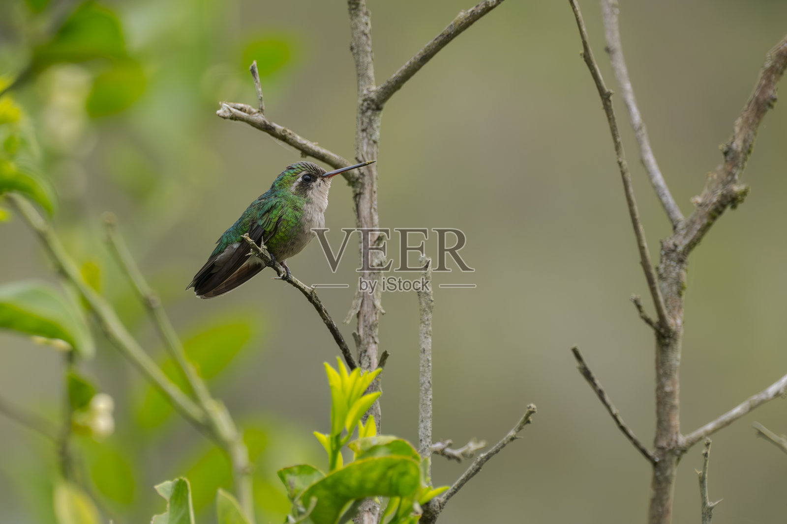 栖息在树枝上的蜂鸟照片摄影图片