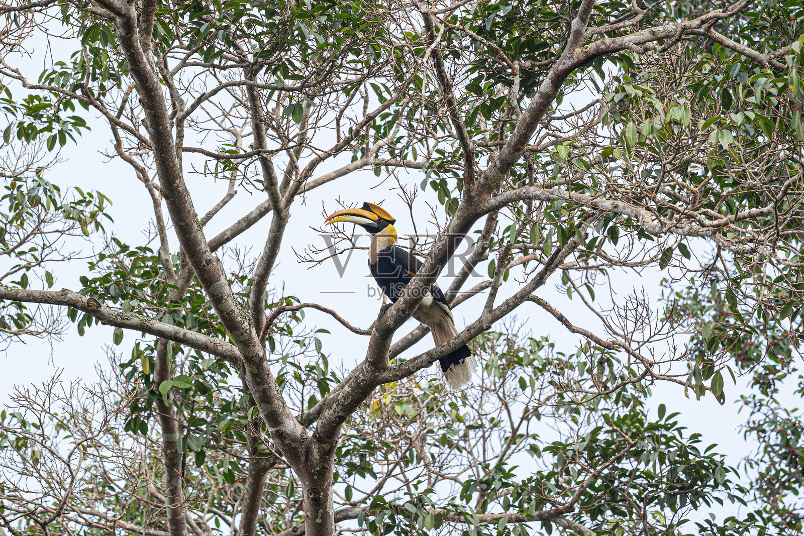 大角鹿在榕树上照片摄影图片