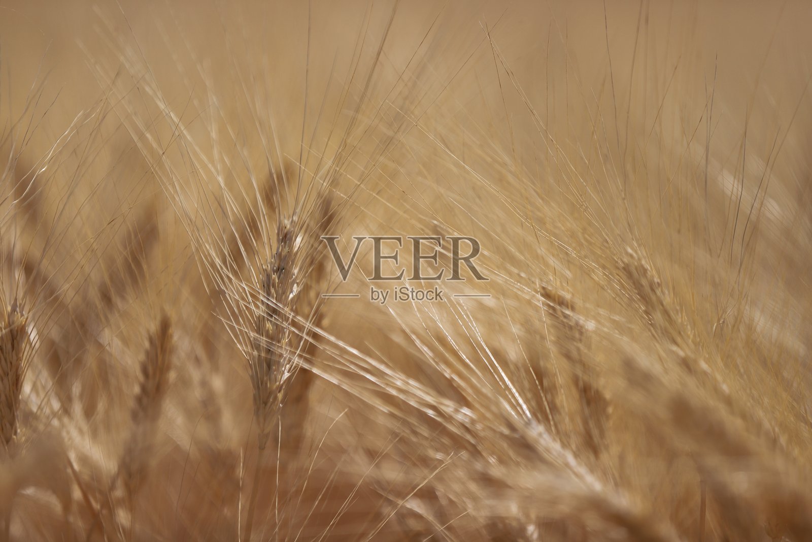 麦穗照片摄影图片