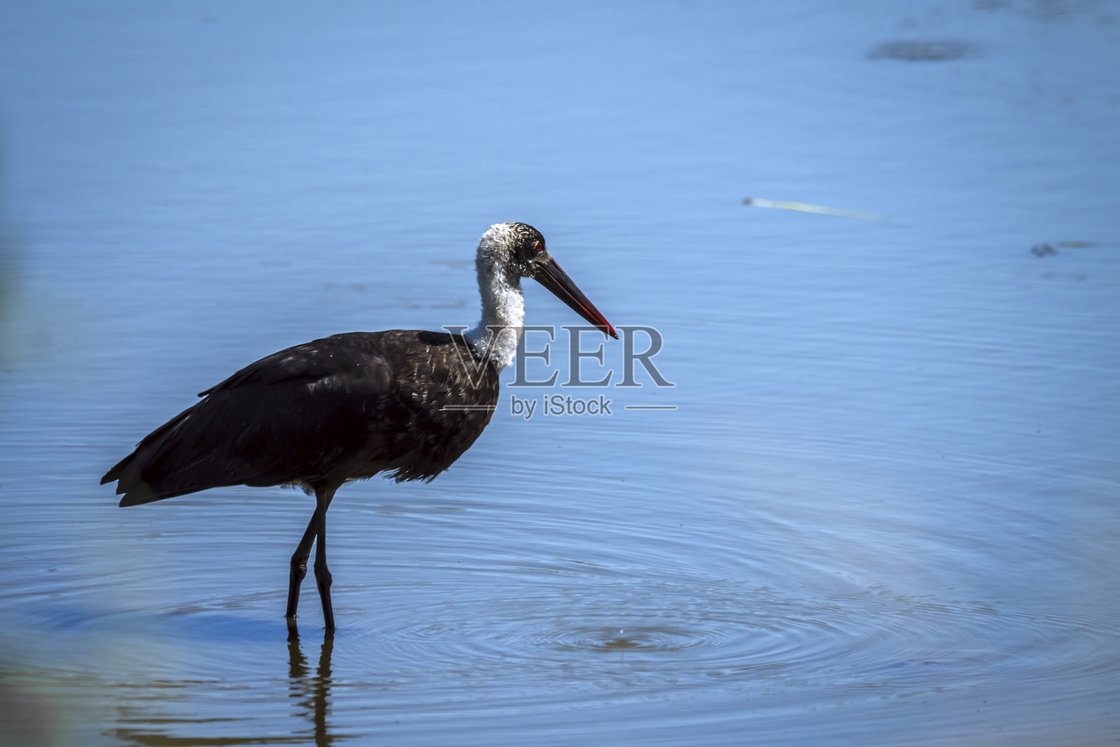 南非大克鲁格国家公园的毛颈鹳照片摄影图片