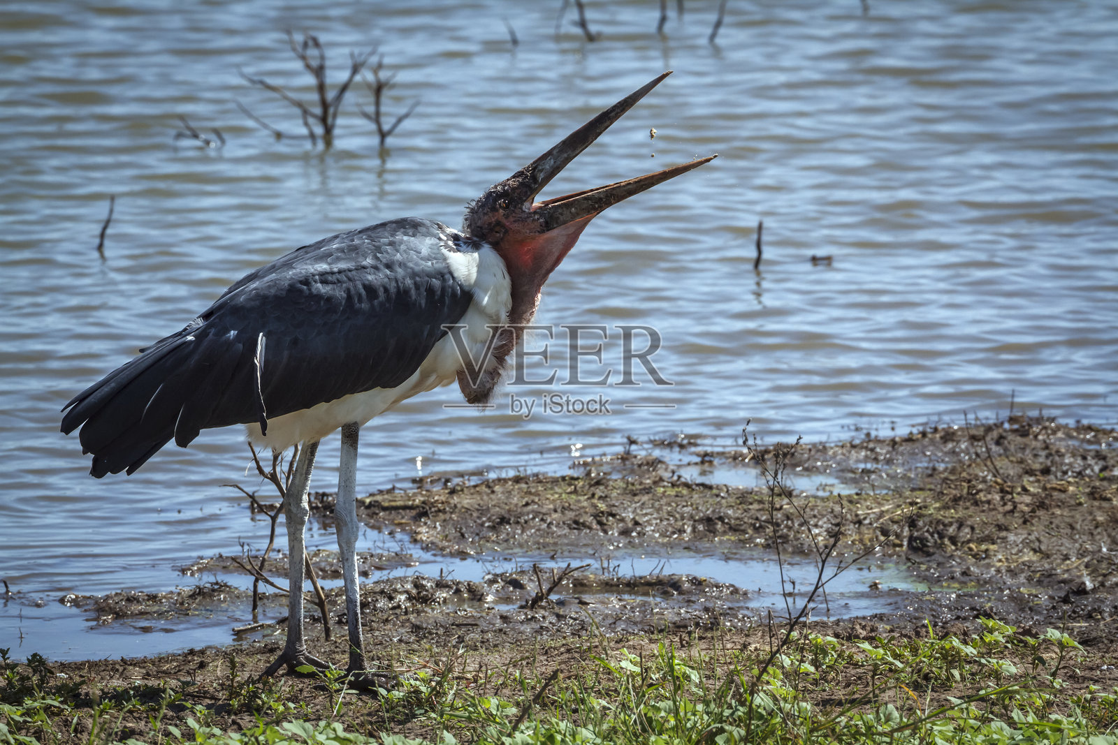 南非大克鲁格国家公园的秃鹫鹳照片摄影图片