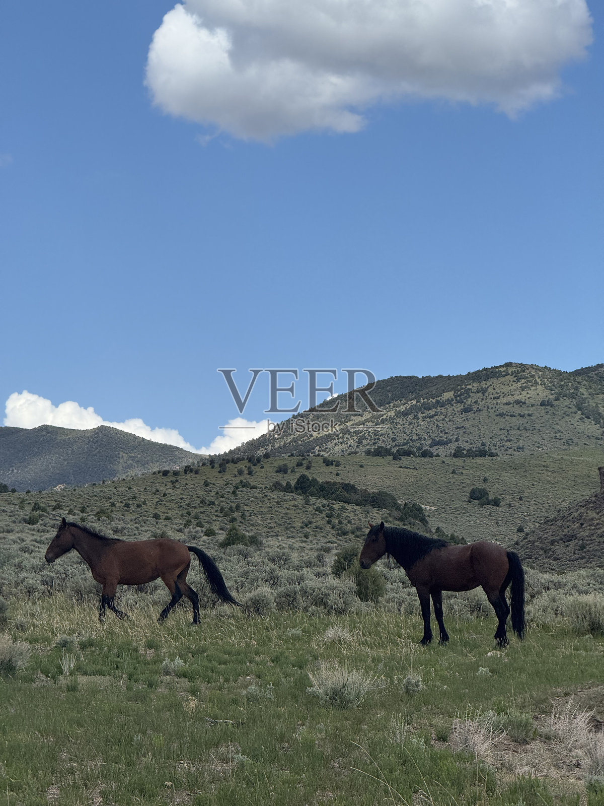 内华达荒野和犹他州布莱斯峡谷的马群照片摄影图片