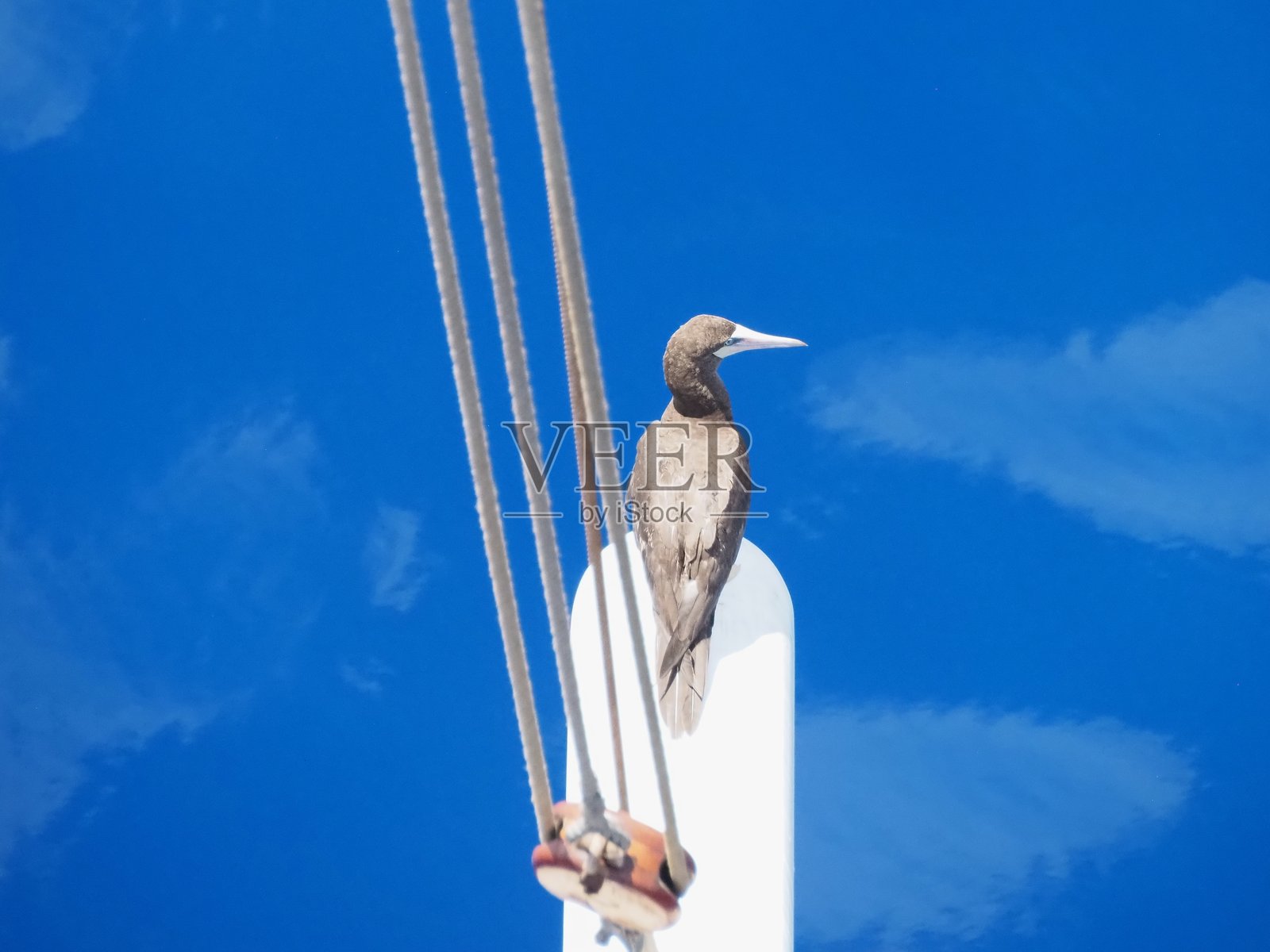 白腹鸥或棕色海鸥栖息在船上照片摄影图片
