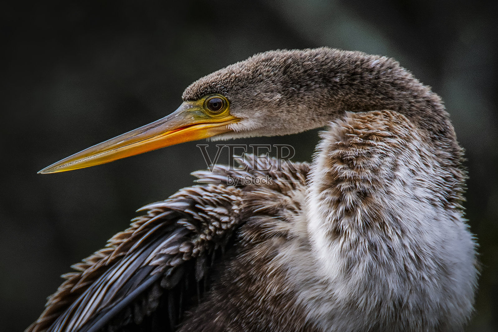 野生中的安赫尔鸟,特写侧面图1照片摄影图片