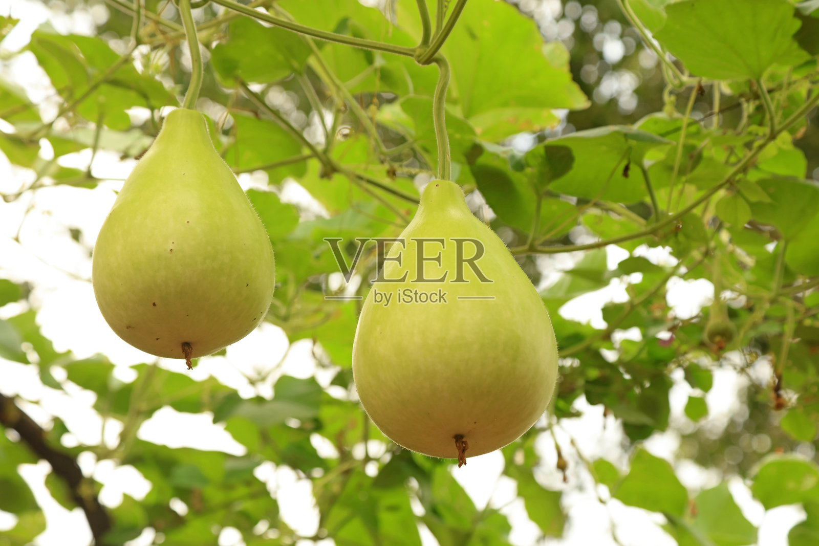 葫芦照片摄影图片