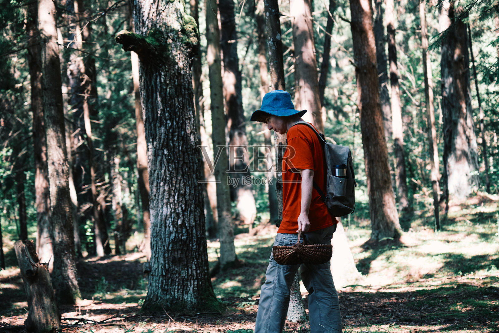 女人在夏季森林中散步,寻找野生浆果。照片摄影图片