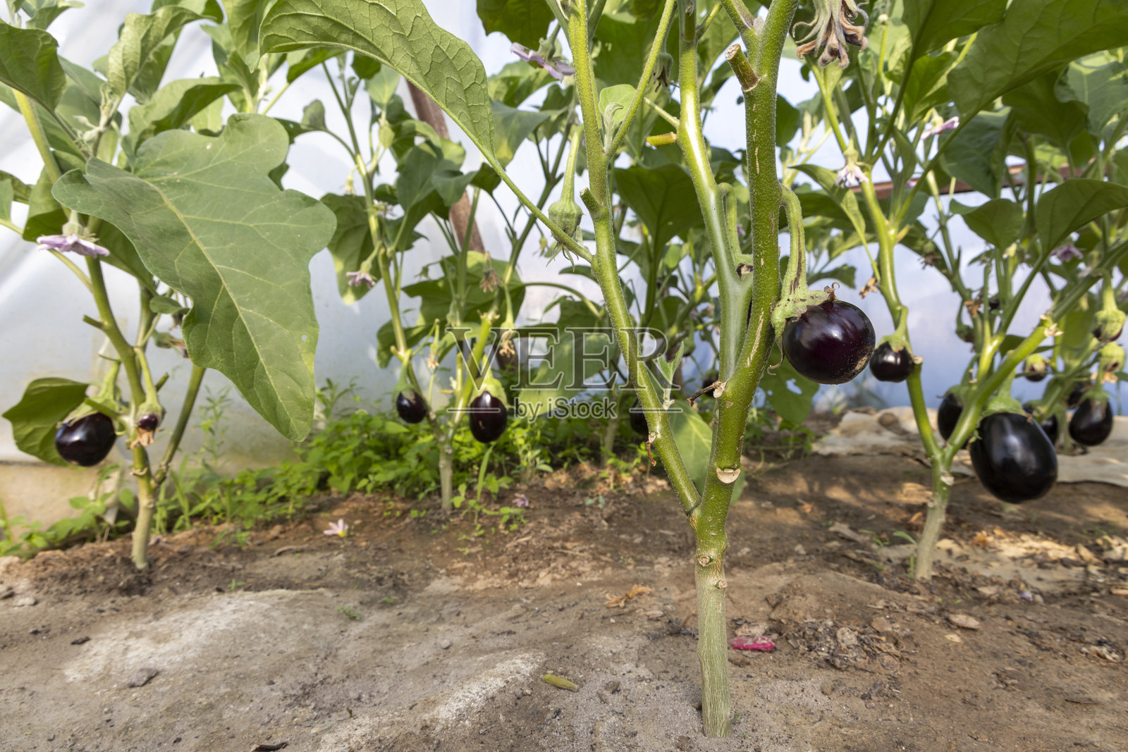 一串紫色茄子挂在植物上照片摄影图片