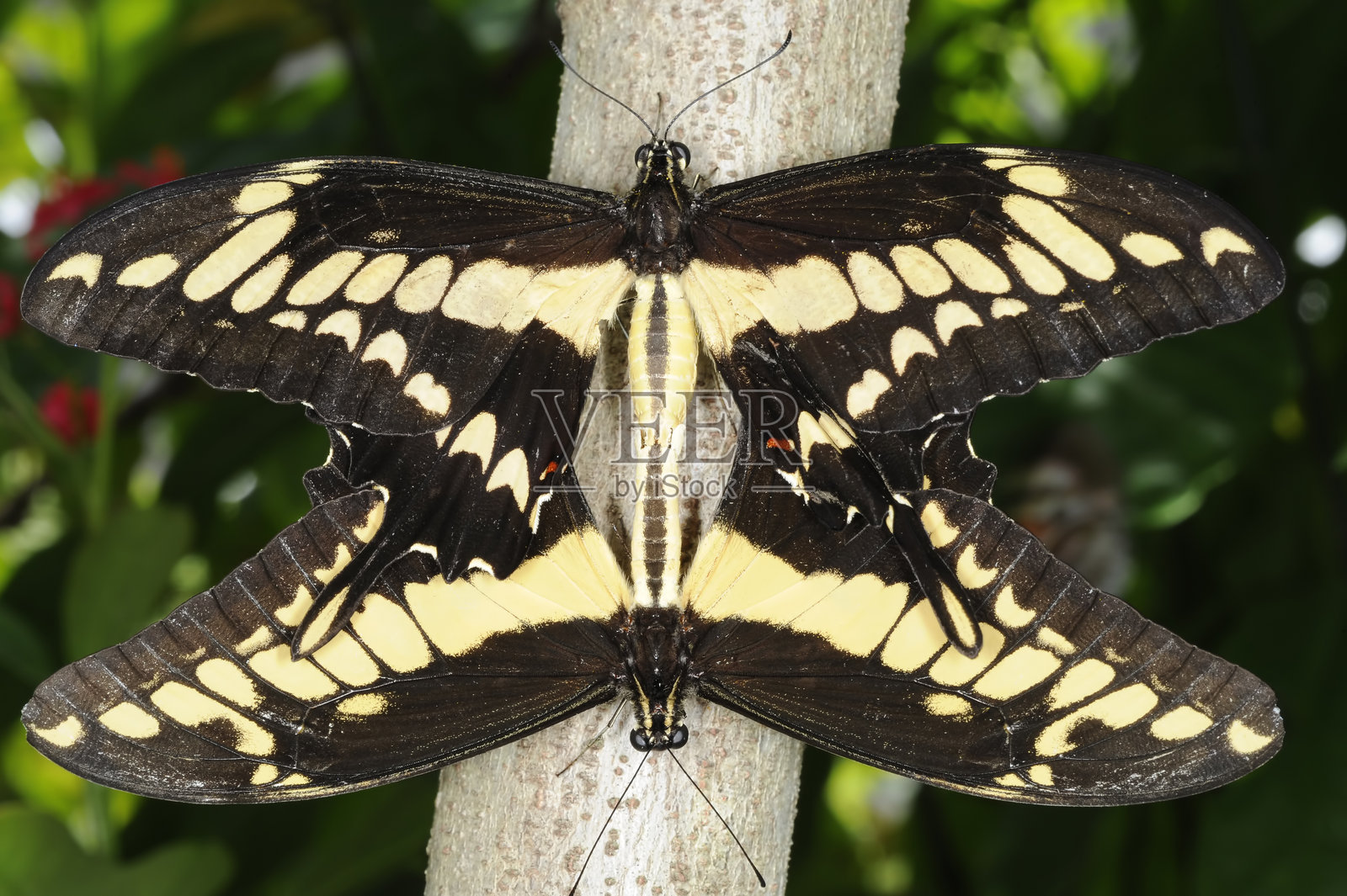 蝴蝶繁衍特写照片摄影图片