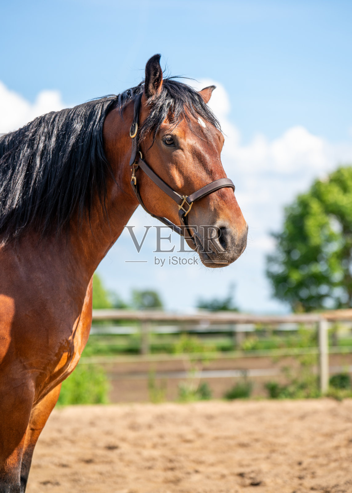 侧面美丽的棕色马匹,黑色鬃毛,站在马场上。优雅的马匹轮廓展现出力量、宁静和与乡村生活的联系。照片摄影图片