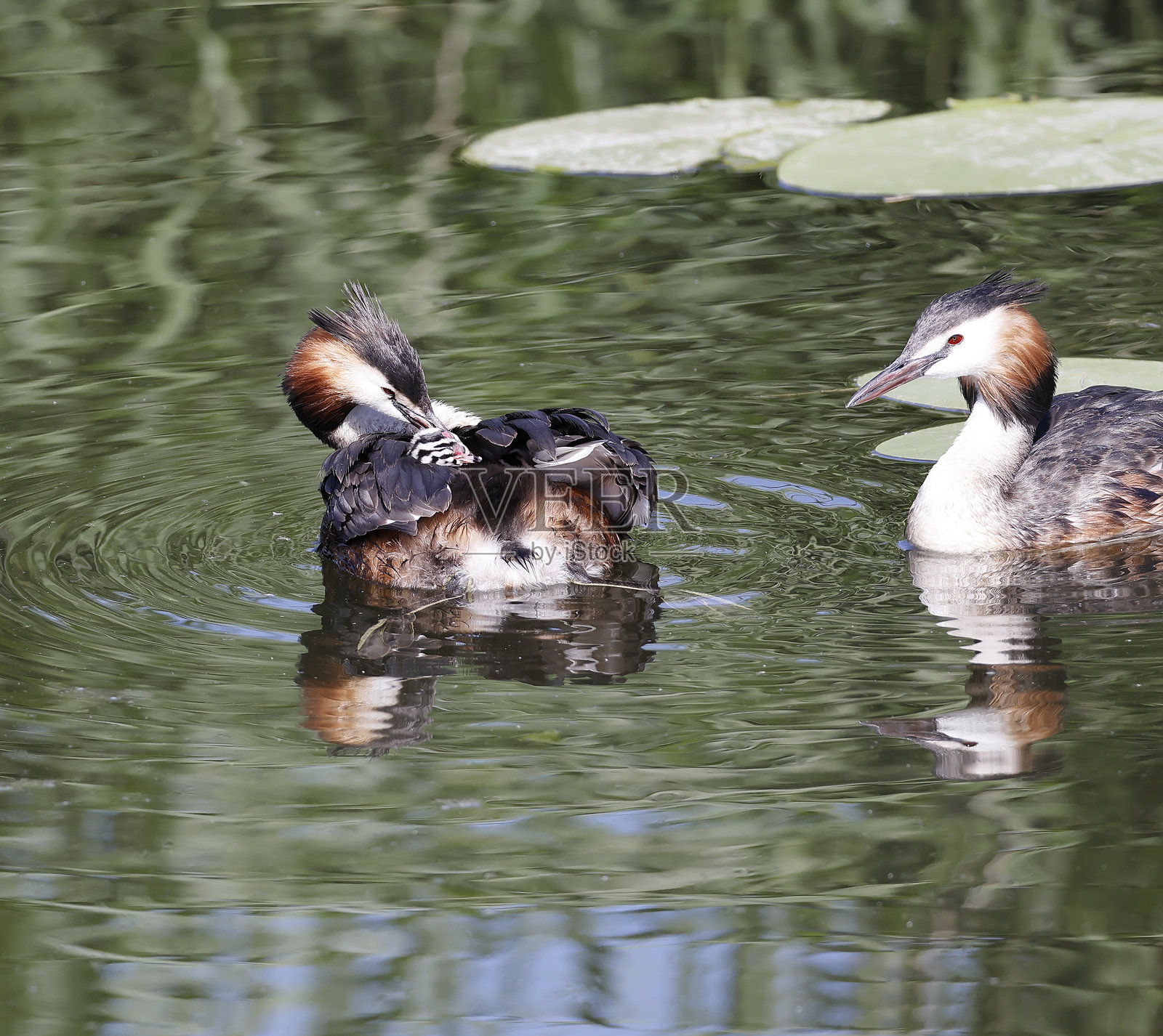 大斑头雁(Podiceps cristatus)与幼鸟成对照片摄影图片