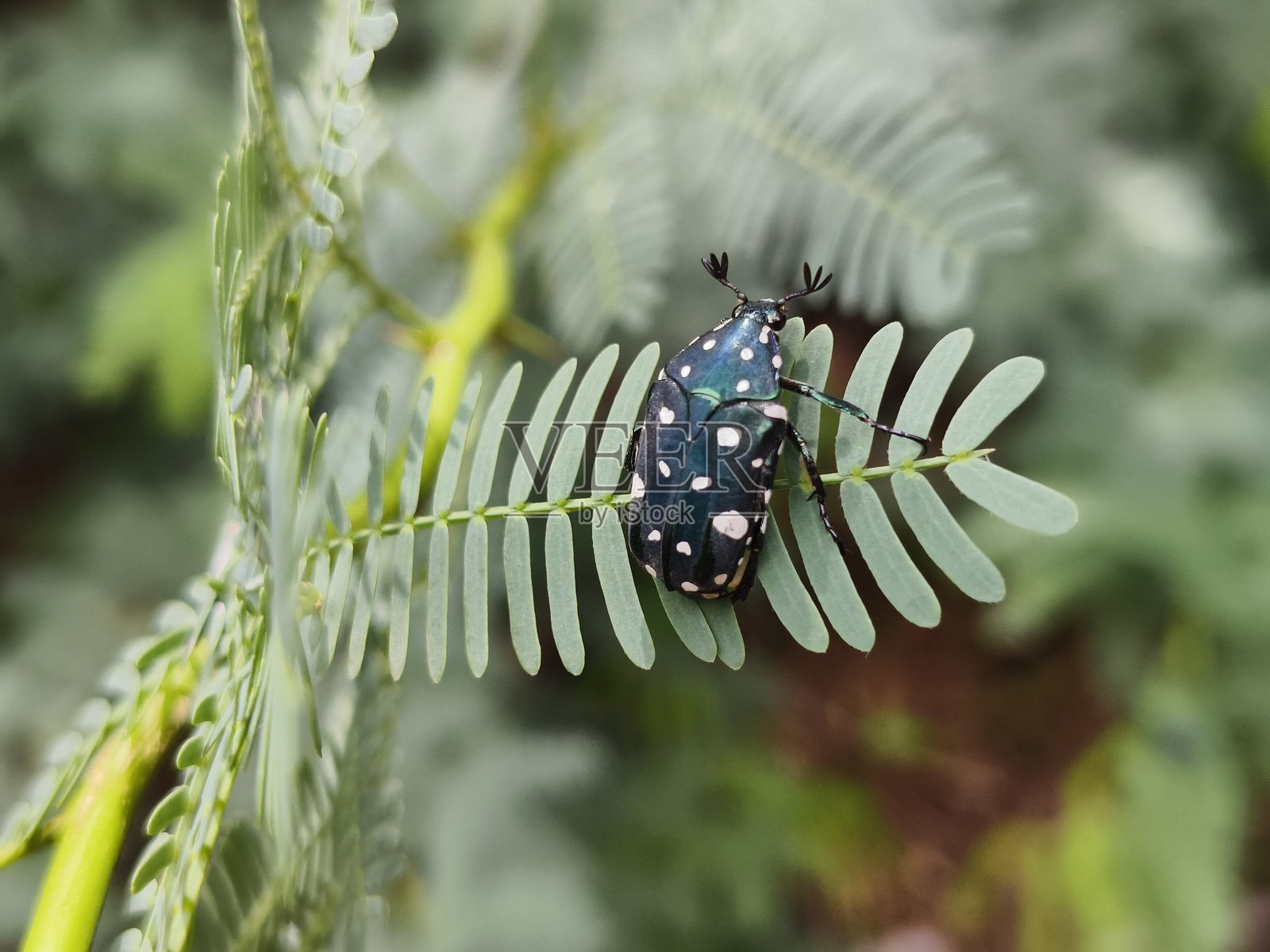 白点花金龟子 (Protaetia alboguttata)照片摄影图片