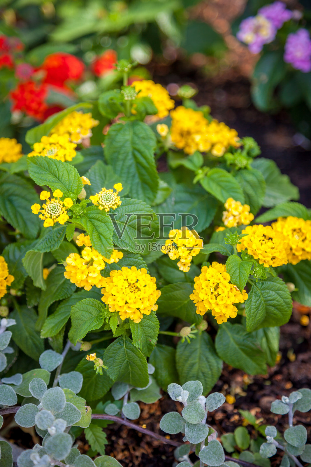 花园中的马缨丹花。黄色花蕾。紫色花瓣植物。照片摄影图片
