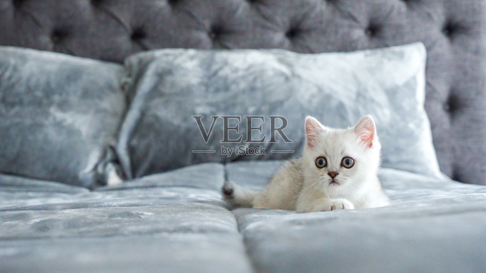 毛茸茸的白色苏格兰小猫躺在床上,正面视图,有文字空间。可爱的年轻英国短毛白猫,棕色眼睛。照片摄影图片