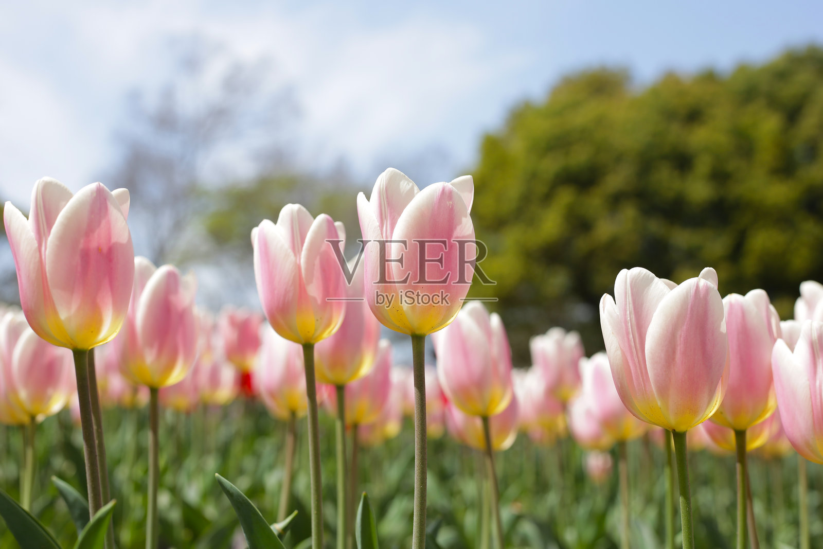 美丽的郁金香花园。日本大阪万博纪念公园照片摄影图片