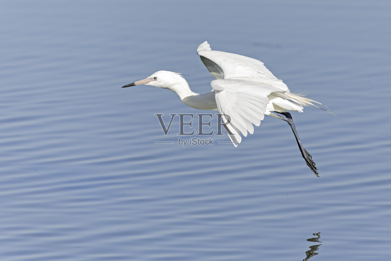 一只白色变种的红色苍鹭(Egretta rufescens)在飞行。照片摄影图片