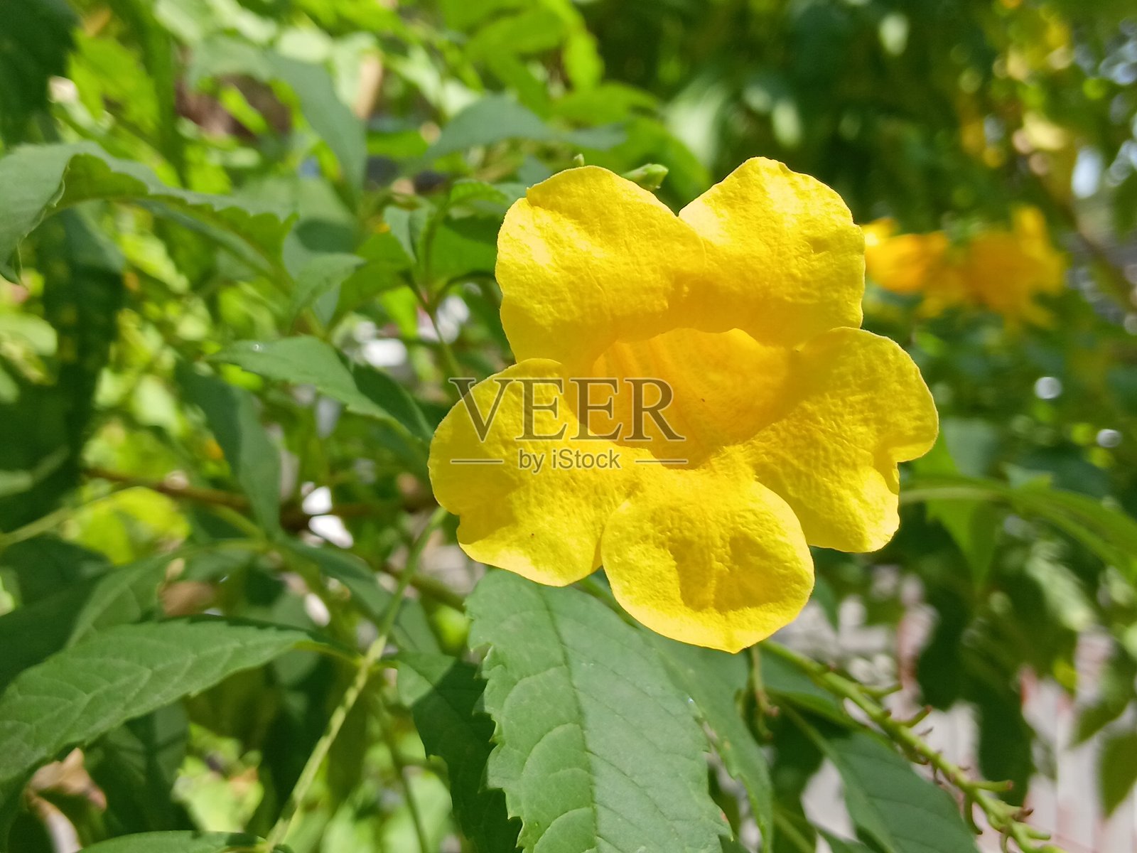 黄花风铃木 (Tecoma stans)照片摄影图片
