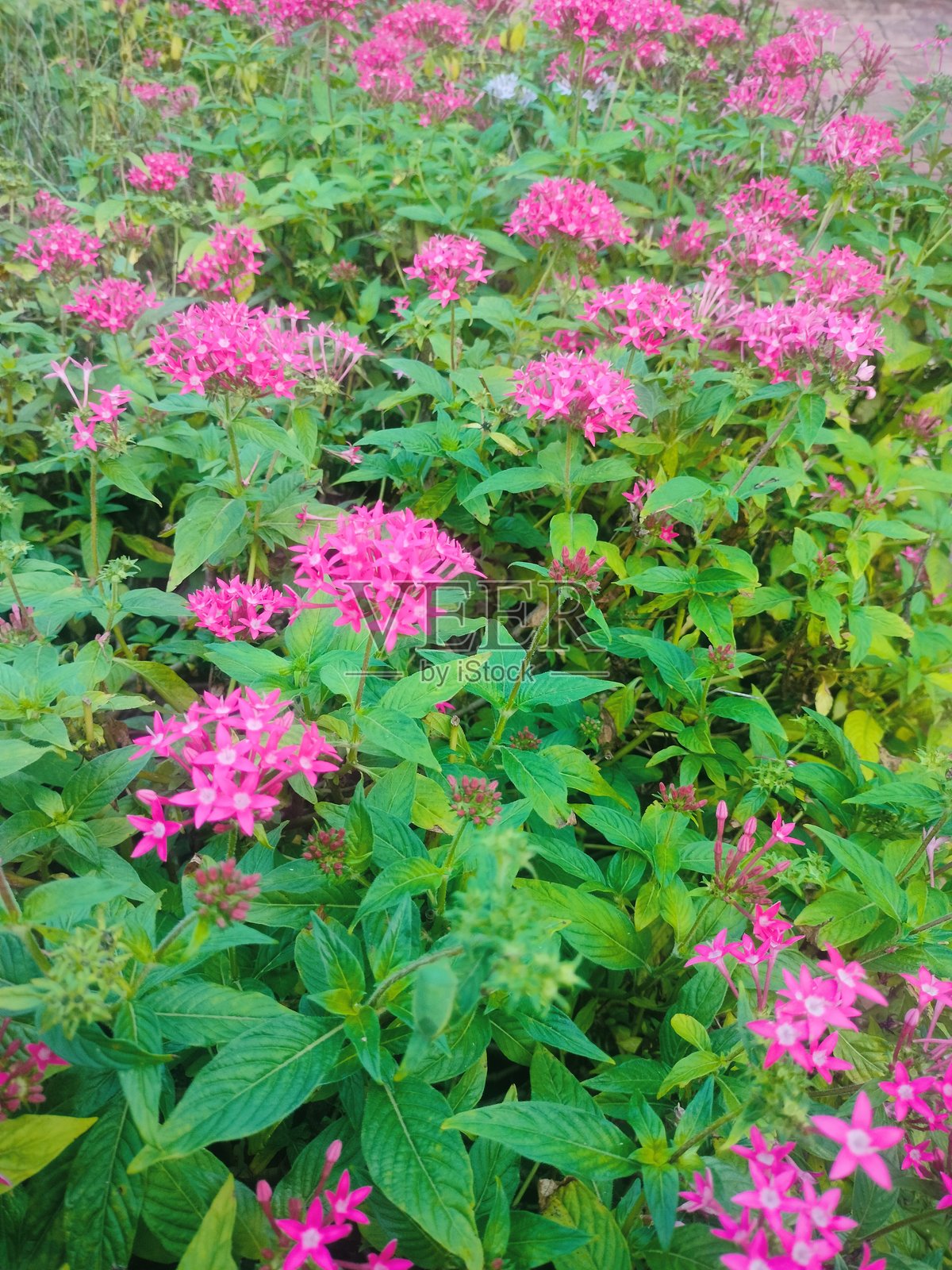 绿色植物与粉色花朵照片摄影图片