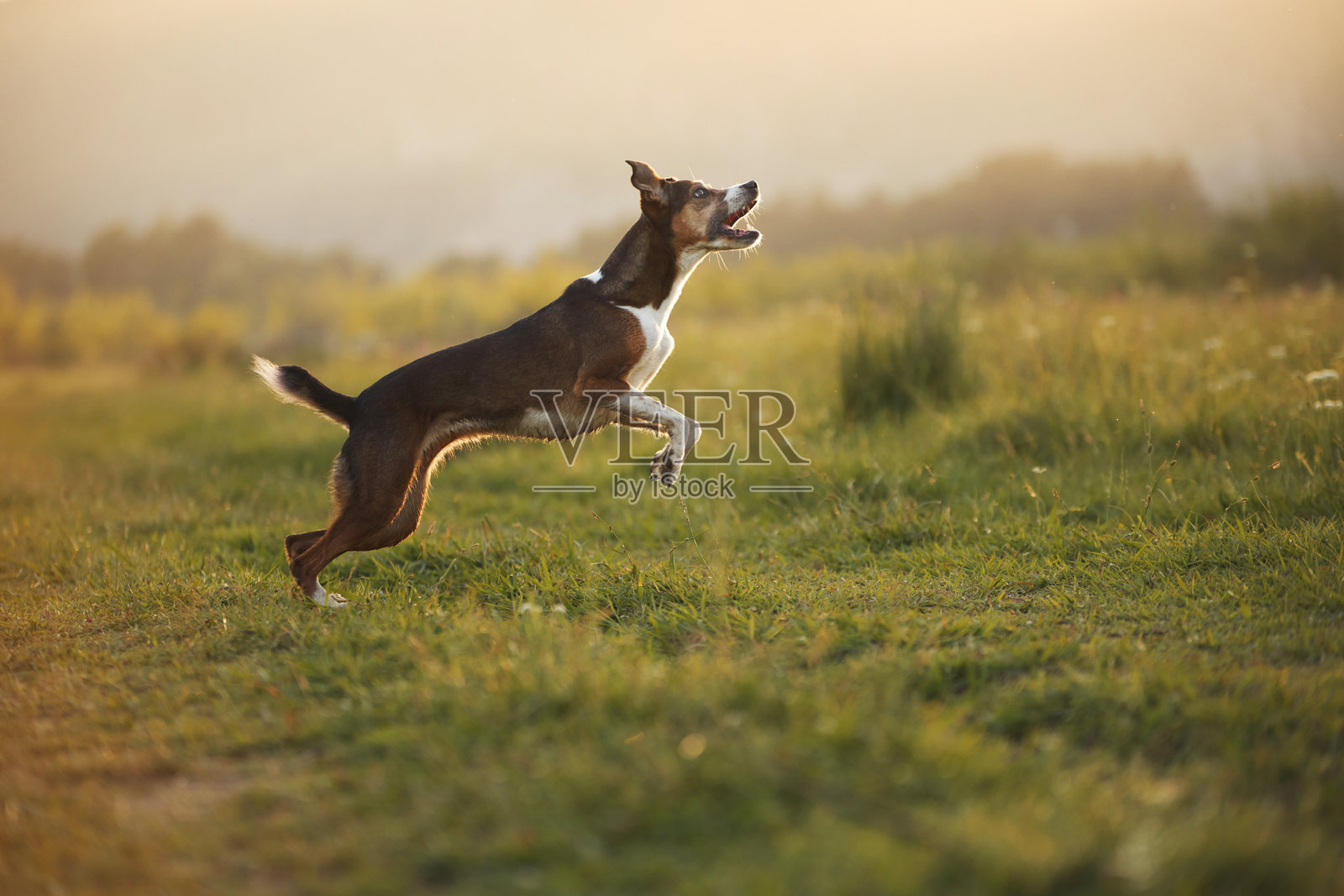 狗在小径上奔跑照片摄影图片