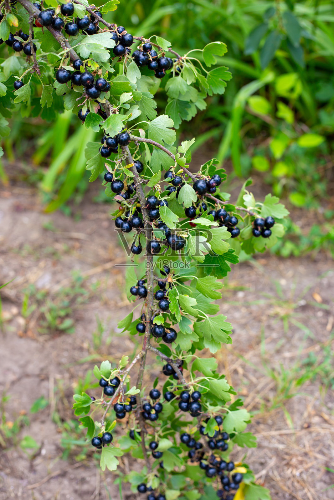 一根丰盛的树枝上挂满了成熟的黑加仑,沉甸甸地悬挂在灌木的绿叶之间。照片摄影图片