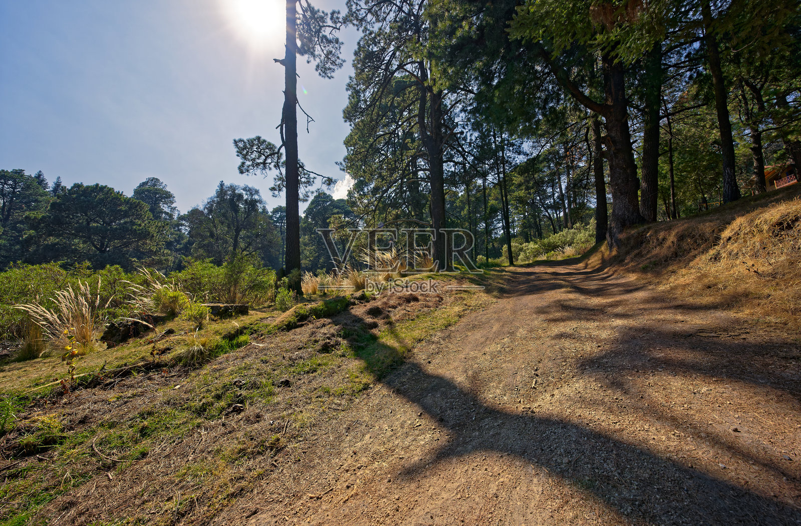 伊斯塔西瓦特尔-波波卡特佩特尔国家公园附近的针叶林照片摄影图片
