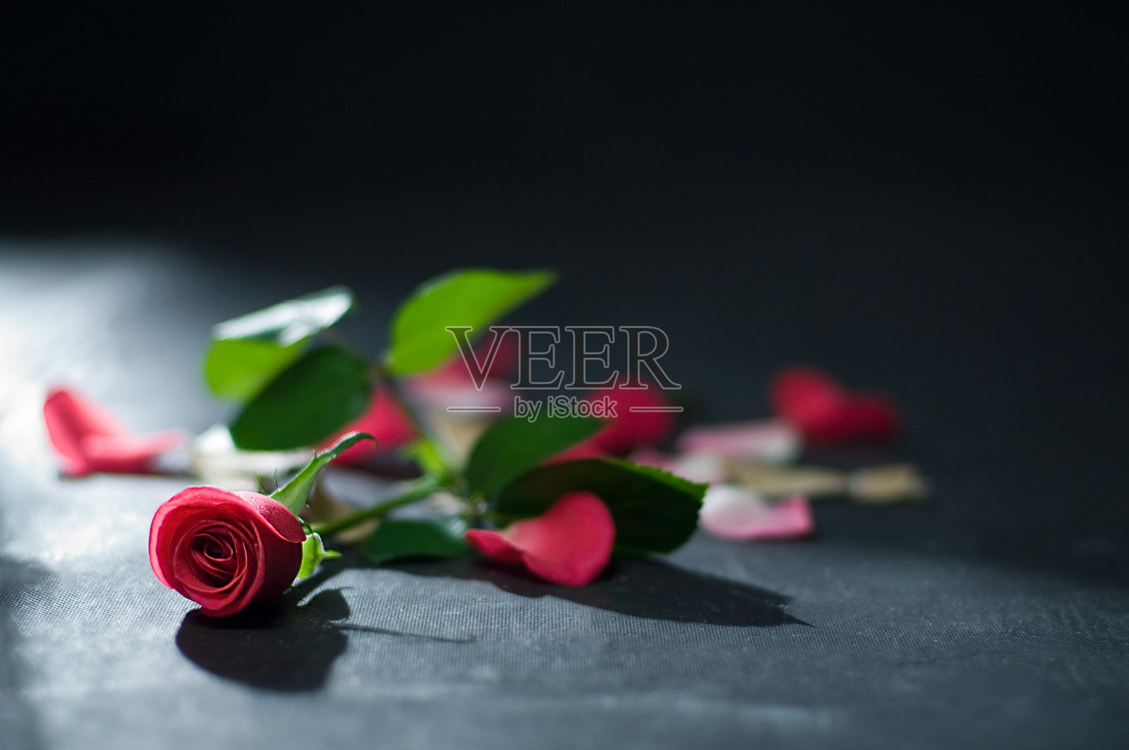 玫瑰花照片摄影图片