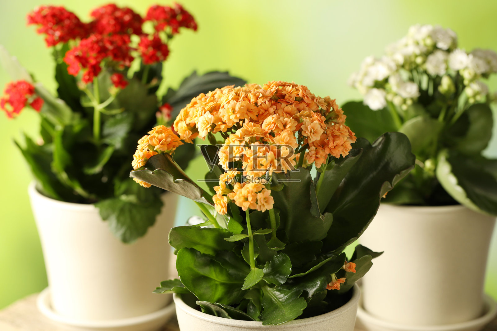 不同美丽的伽蓝菜花盆栽放在桌子上,背景模糊的绿色,特写镜头照片摄影图片