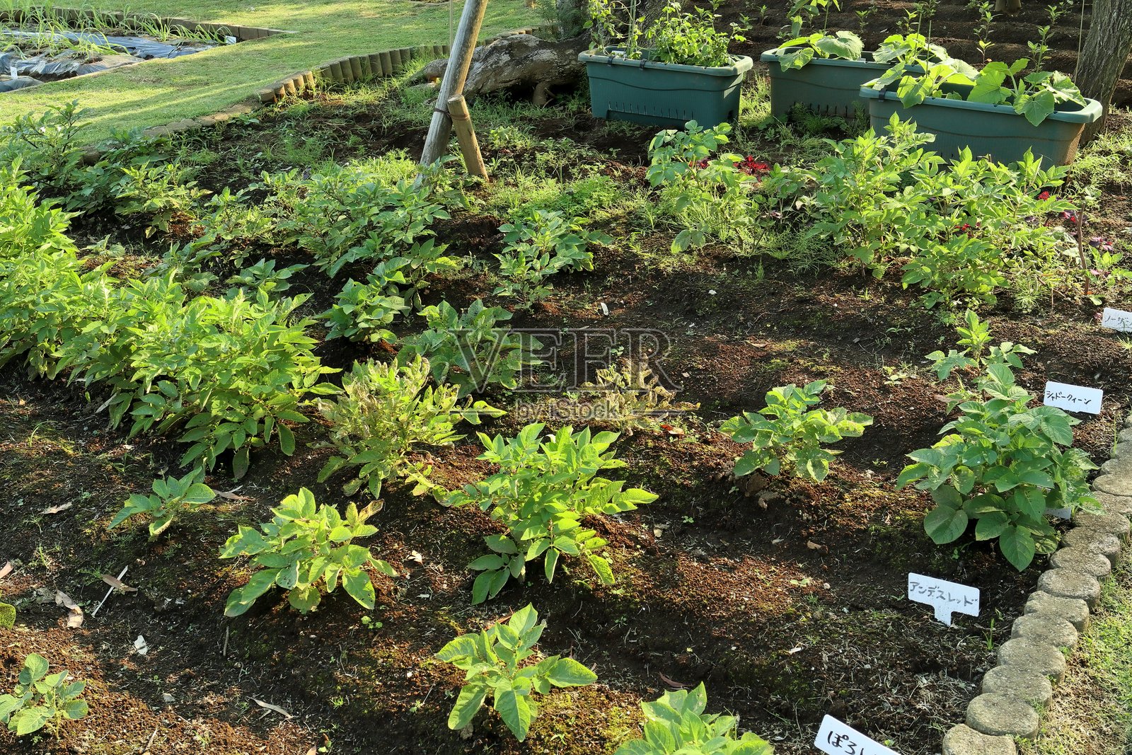 黄昏时分的蔬菜田景观照片摄影图片