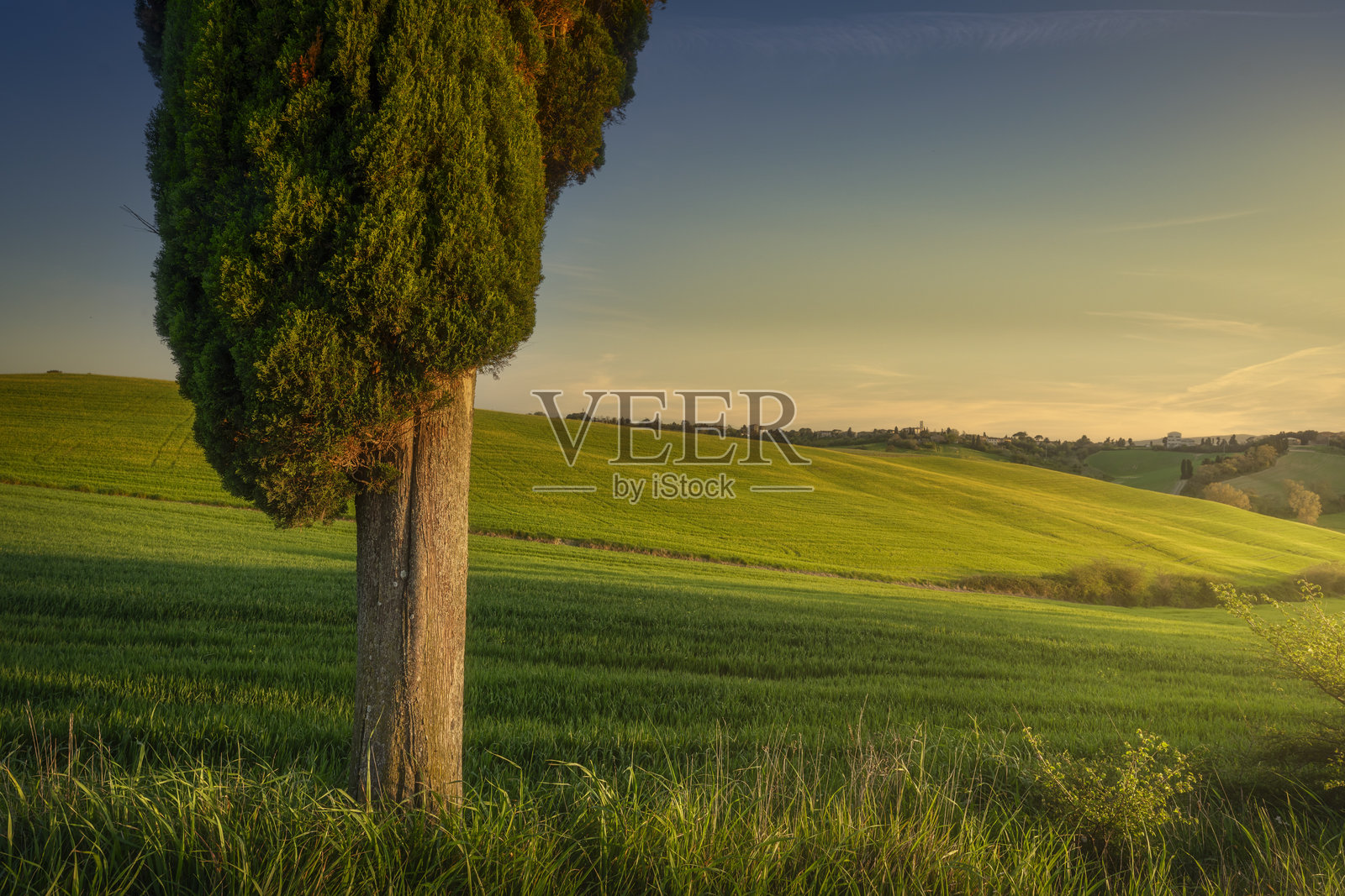 春天的柏树在托斯卡纳意大利的皮萨丘陵乡村的起伏山丘中,夕阳下的美景。照片摄影图片