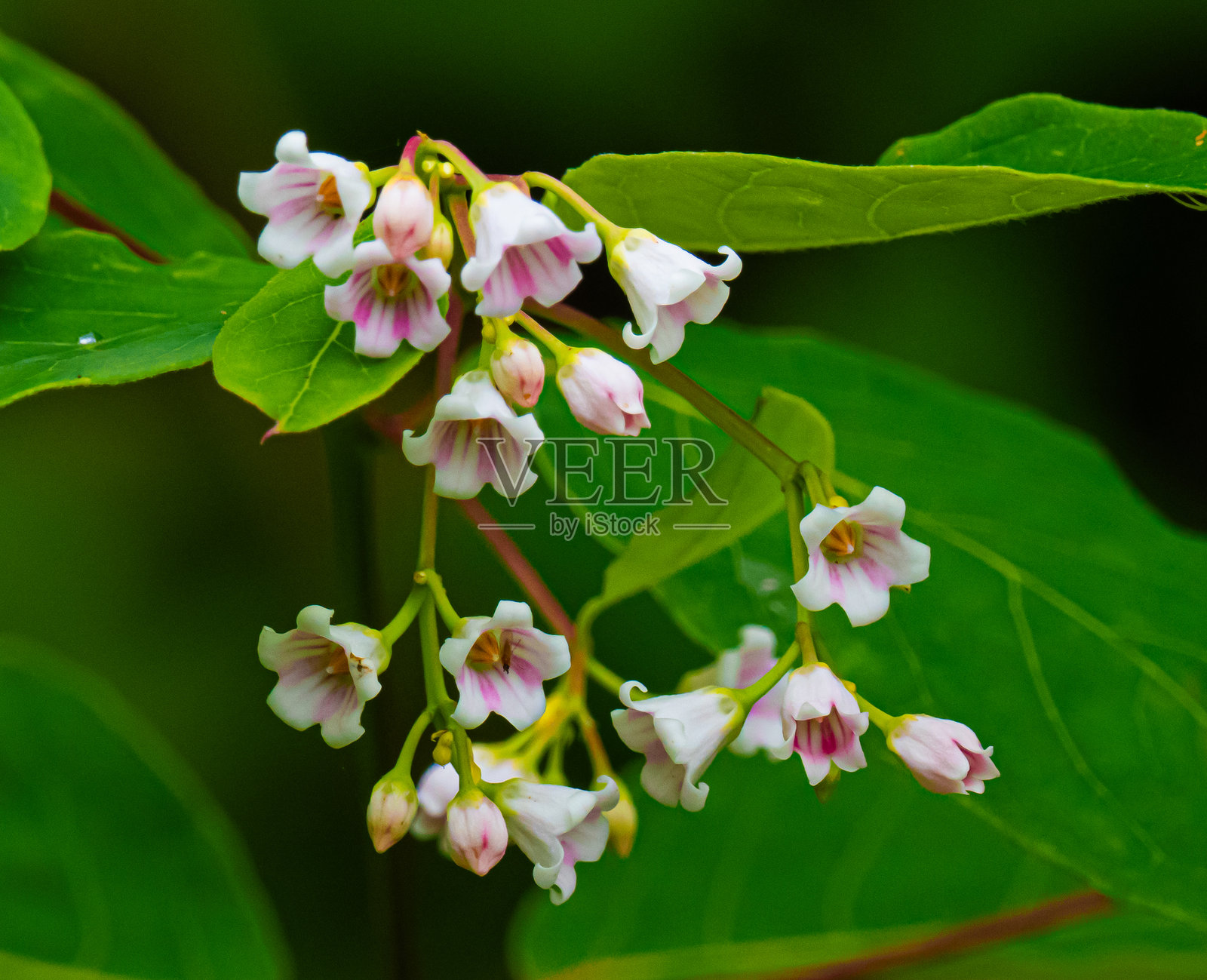 扩展的狗bane花朵照片摄影图片