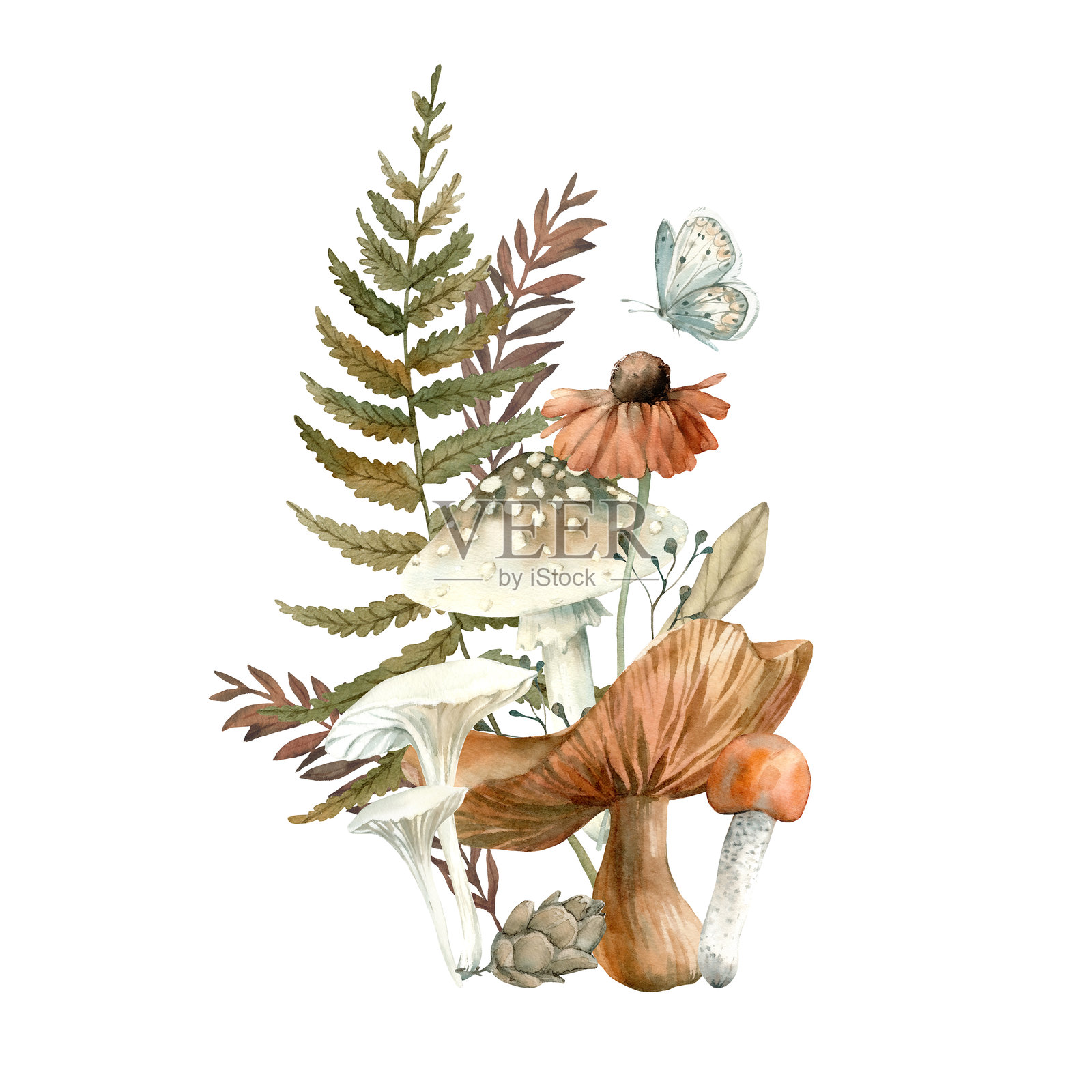 秋季插图,包含森林植物。白色背景上的孤立构图,包含蘑菇、蕨类植物、红叶、蝴蝶、松果和树枝。手绘水彩风格。明信片模板。插画图片素材