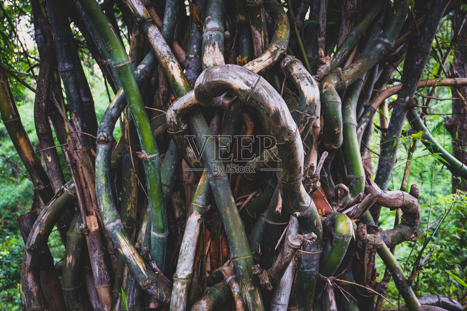 乌塔拉坎德农田上的缠绕竹(黄竹)原木照片摄影图片