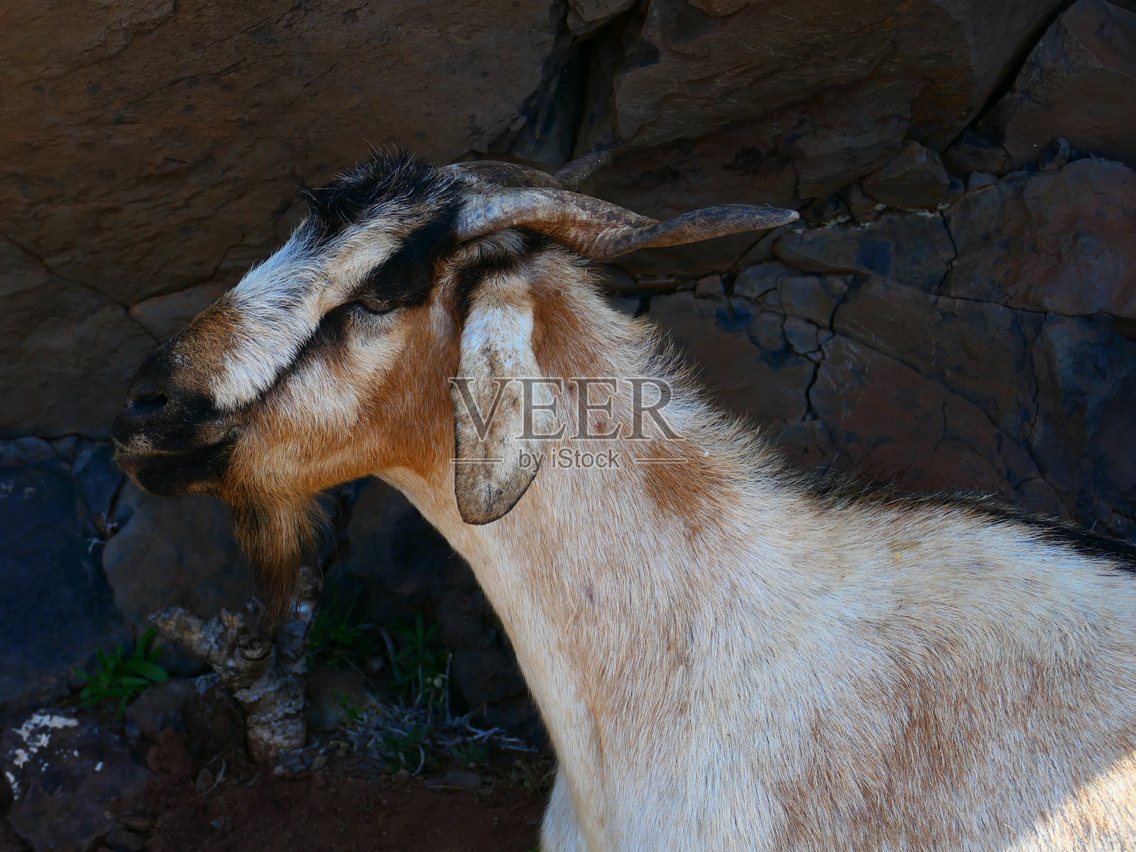 一只山羊在拉戈梅拉岛的阿鲁雷和格兰雷谷之间徒步旅行,位于加那利群岛。照片摄影图片