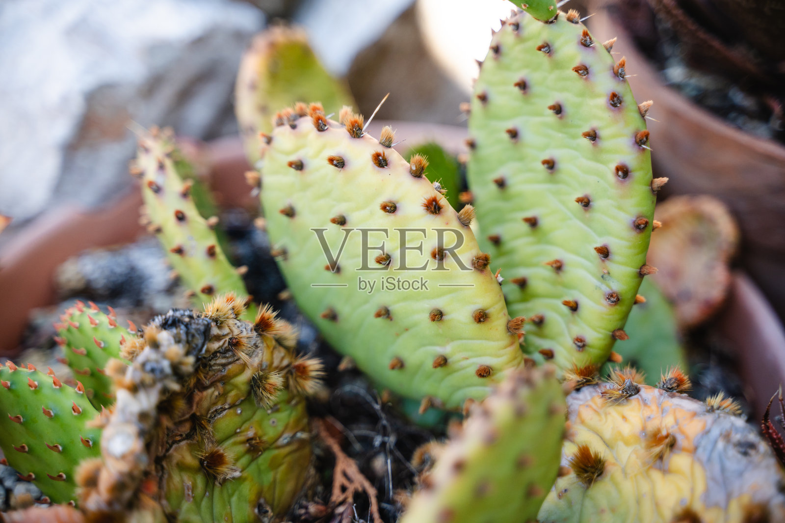 特写的仙人掌在陶土花盆中照片摄影图片