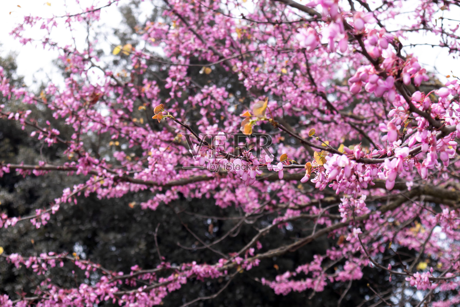 公园里美丽的花树照片摄影图片