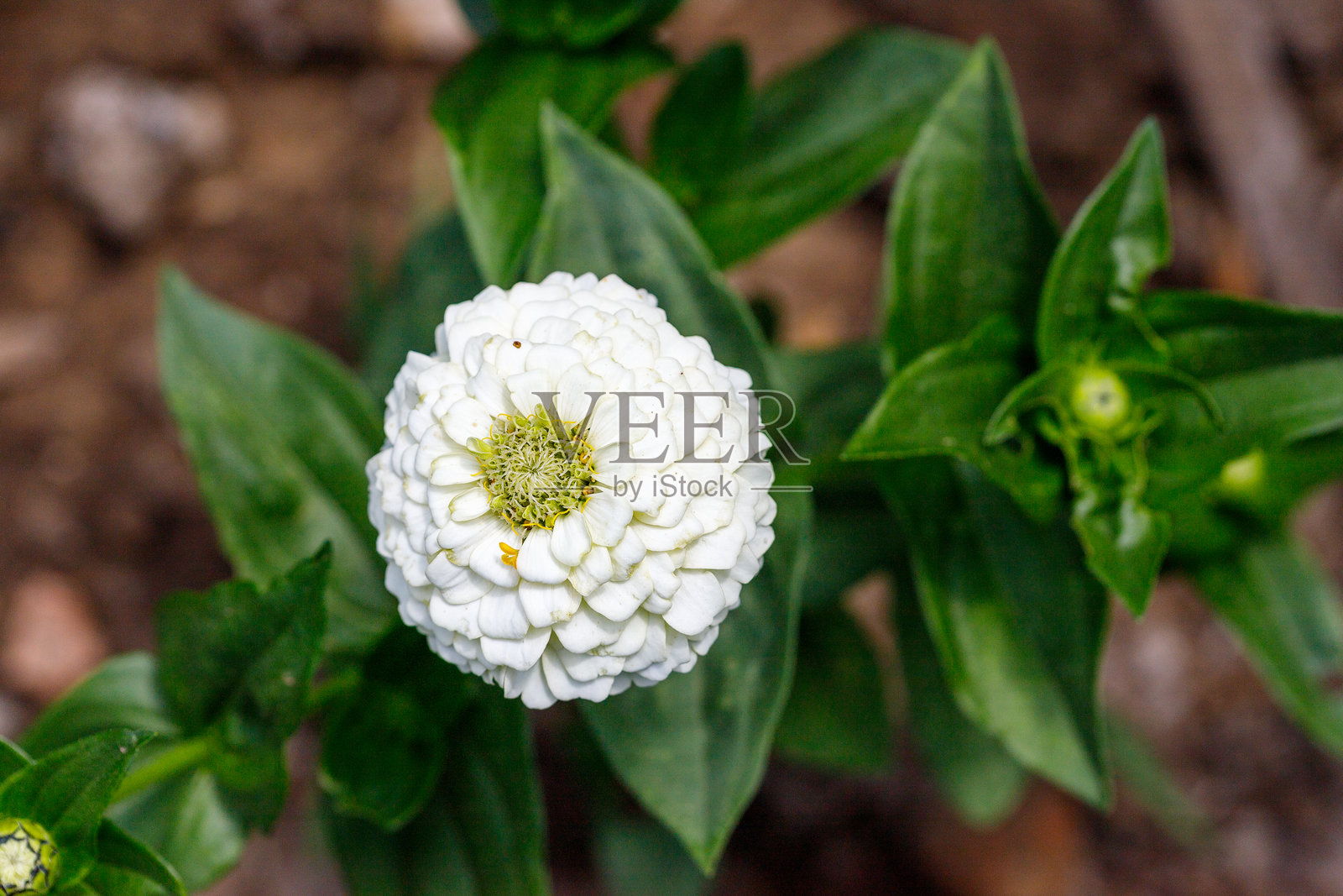 白色百日草花与绿色叶子特写照片摄影图片