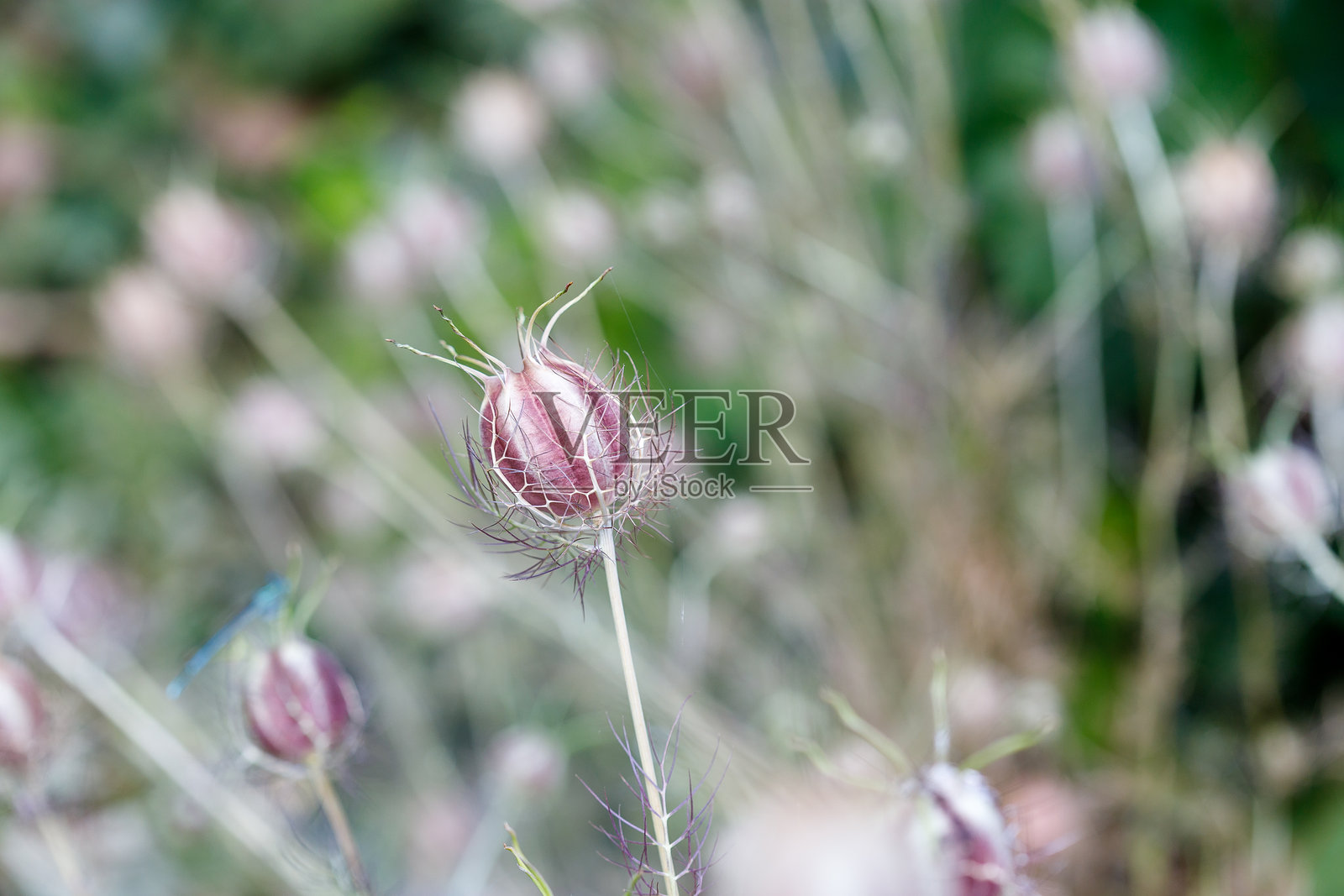 园中黑种草种荚特写照片摄影图片