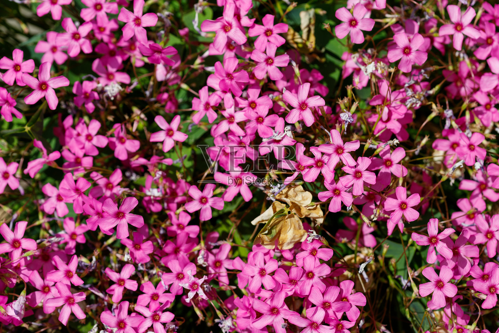 粉色五瓣花与绿色叶子的特写照片摄影图片