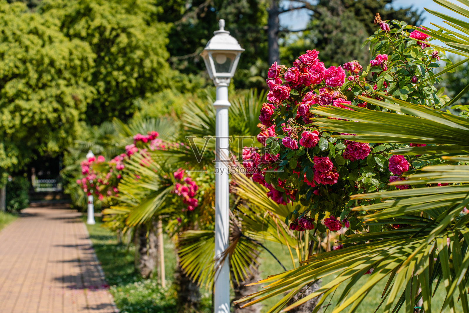 盛开的花园,灌木丛中盛满了玫瑰和花朵照片摄影图片