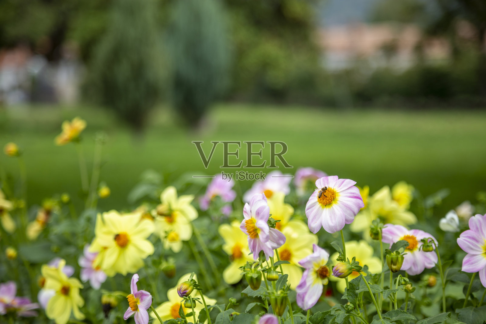 蜜蜂在盛开的花园中为五彩缤纷的大丽花授粉照片摄影图片