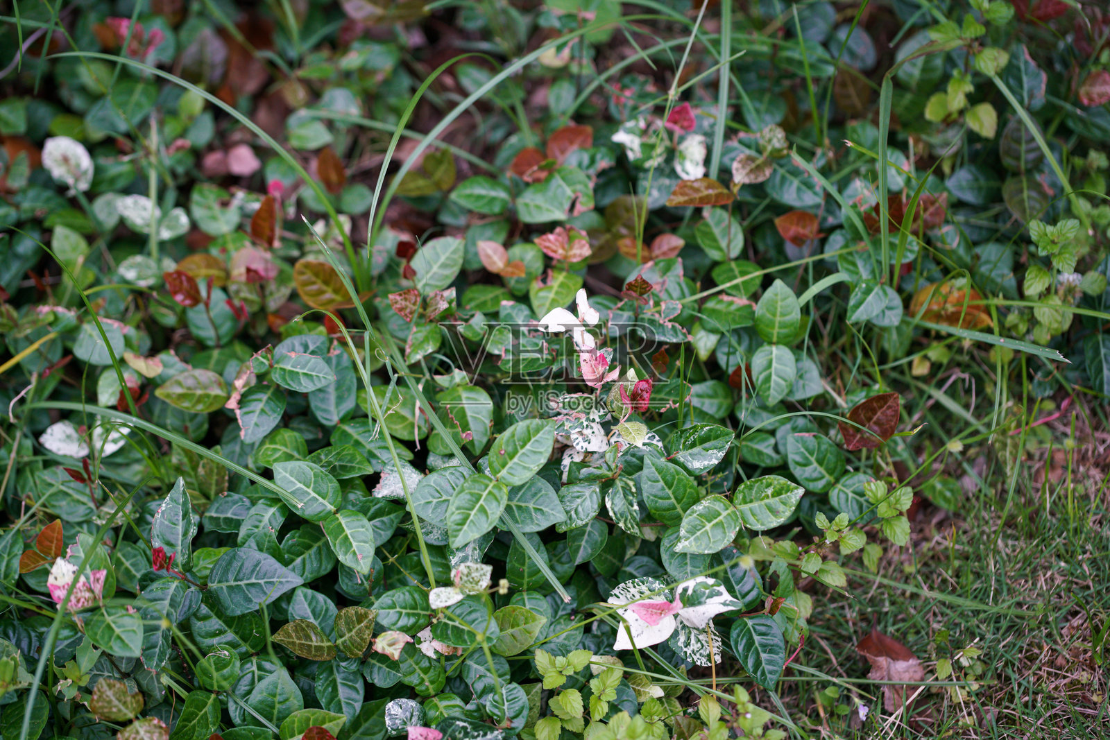 户外的中药植物爬山虎‘火焰’照片摄影图片
