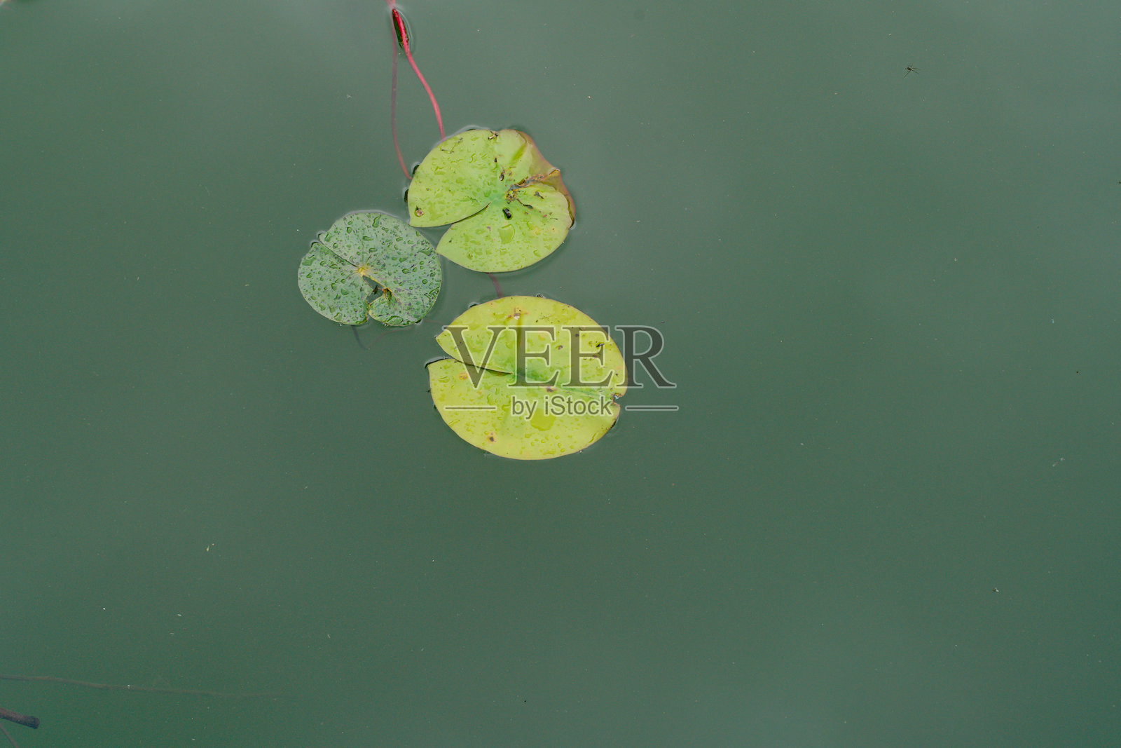 户外的中国药用植物睡莲(Nymphaea L.)照片摄影图片