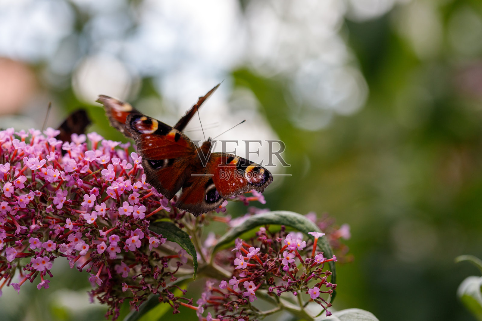 孔雀蝶停在粉色花朵上照片摄影图片