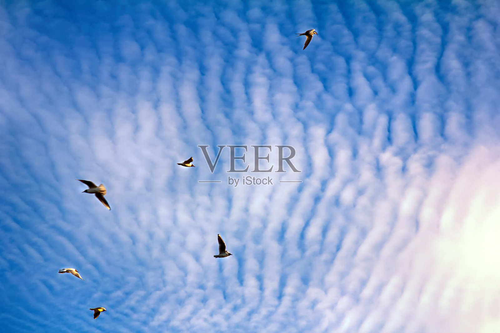 在欣赏壮观的高积云时,飞翔的鸟儿照片摄影图片