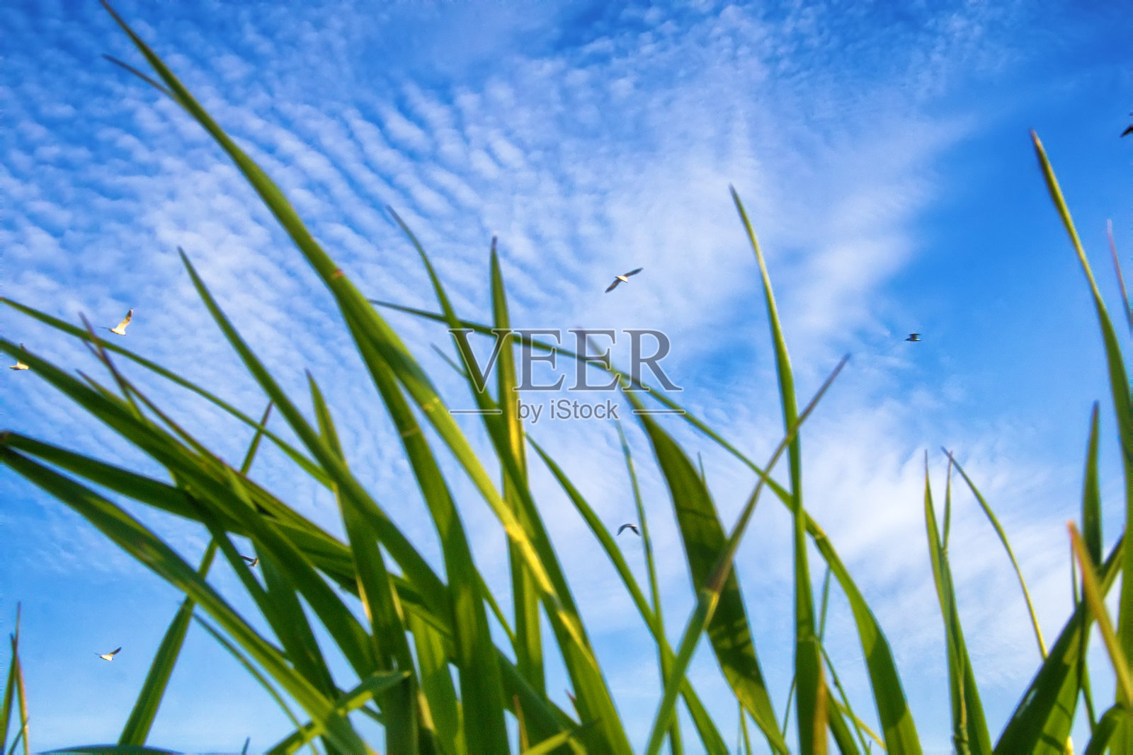 海边的草和蓝天中的海鸥照片摄影图片