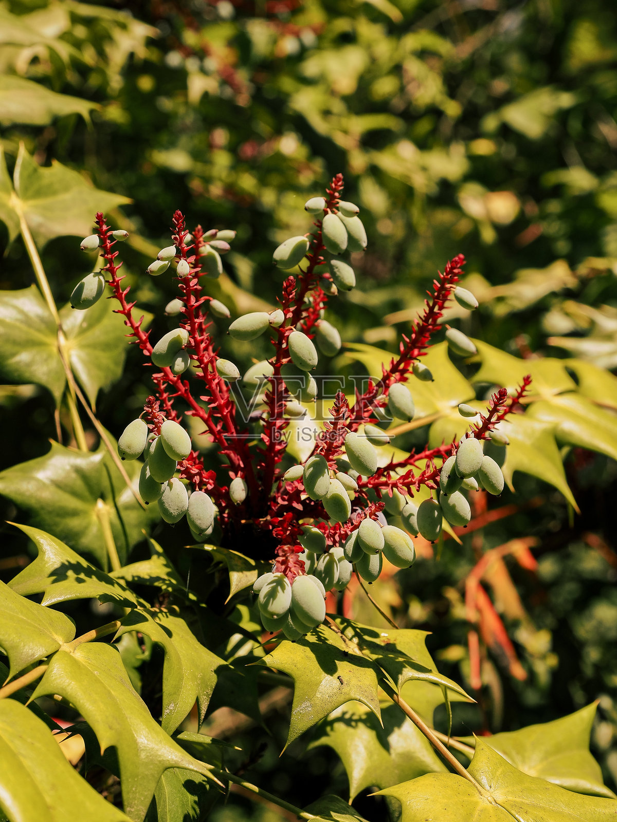 一种绿色植物,带有红色花茎的花园多年生植物照片摄影图片