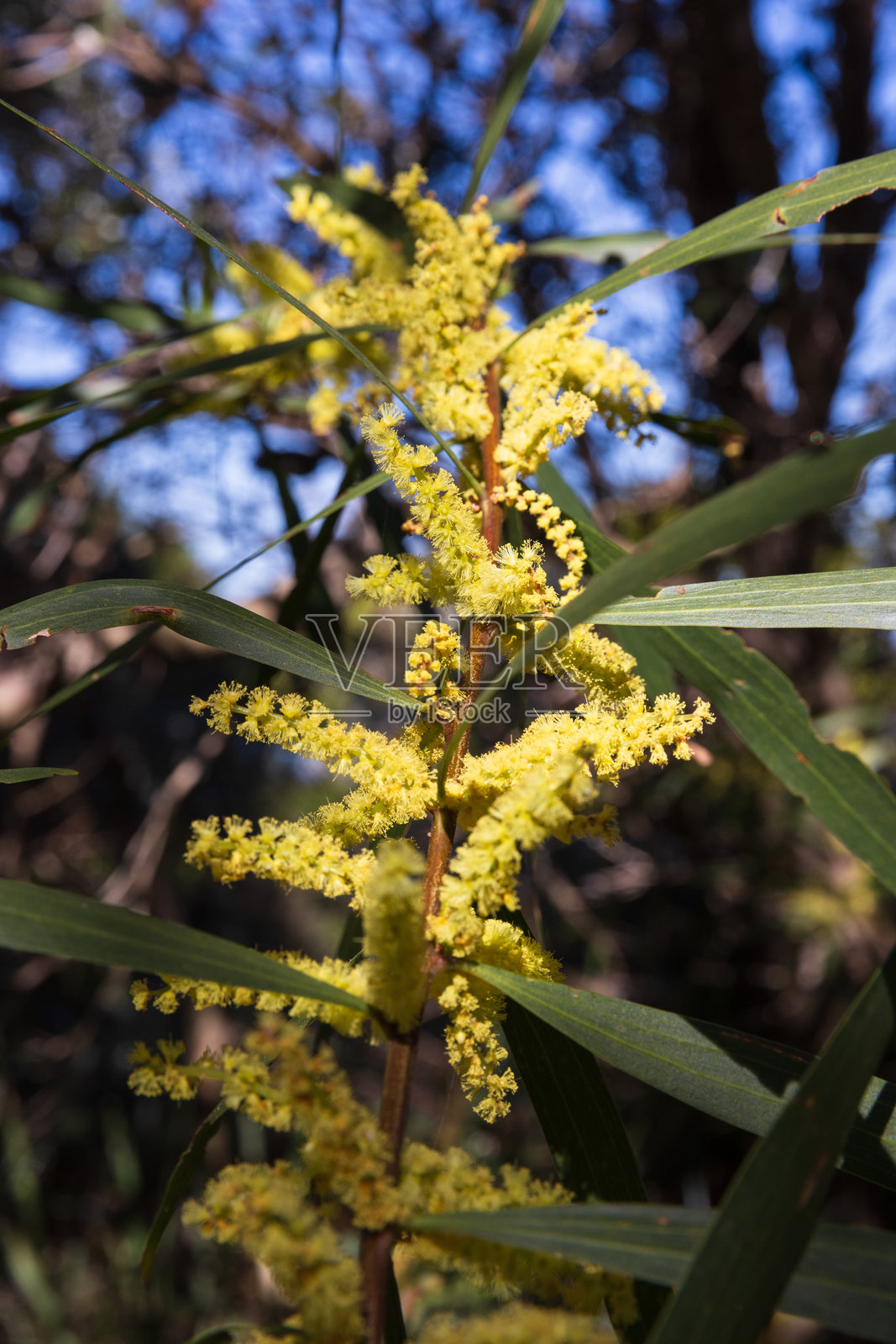 阳光明媚的天空下,色彩鲜艳的海岸黄花槐(相思树)与绿色叶子特写。照片摄影图片