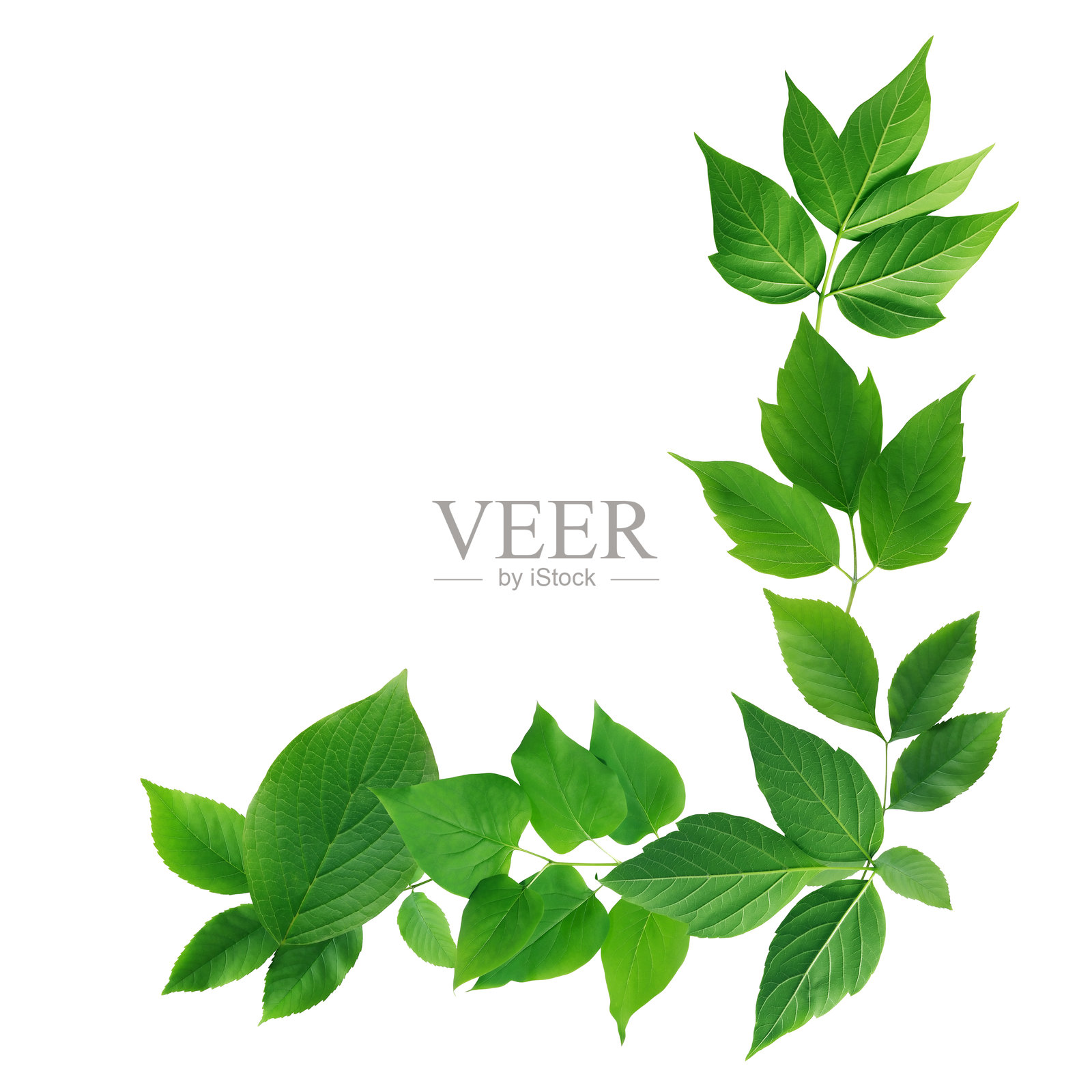 绿色叶子照片摄影图片