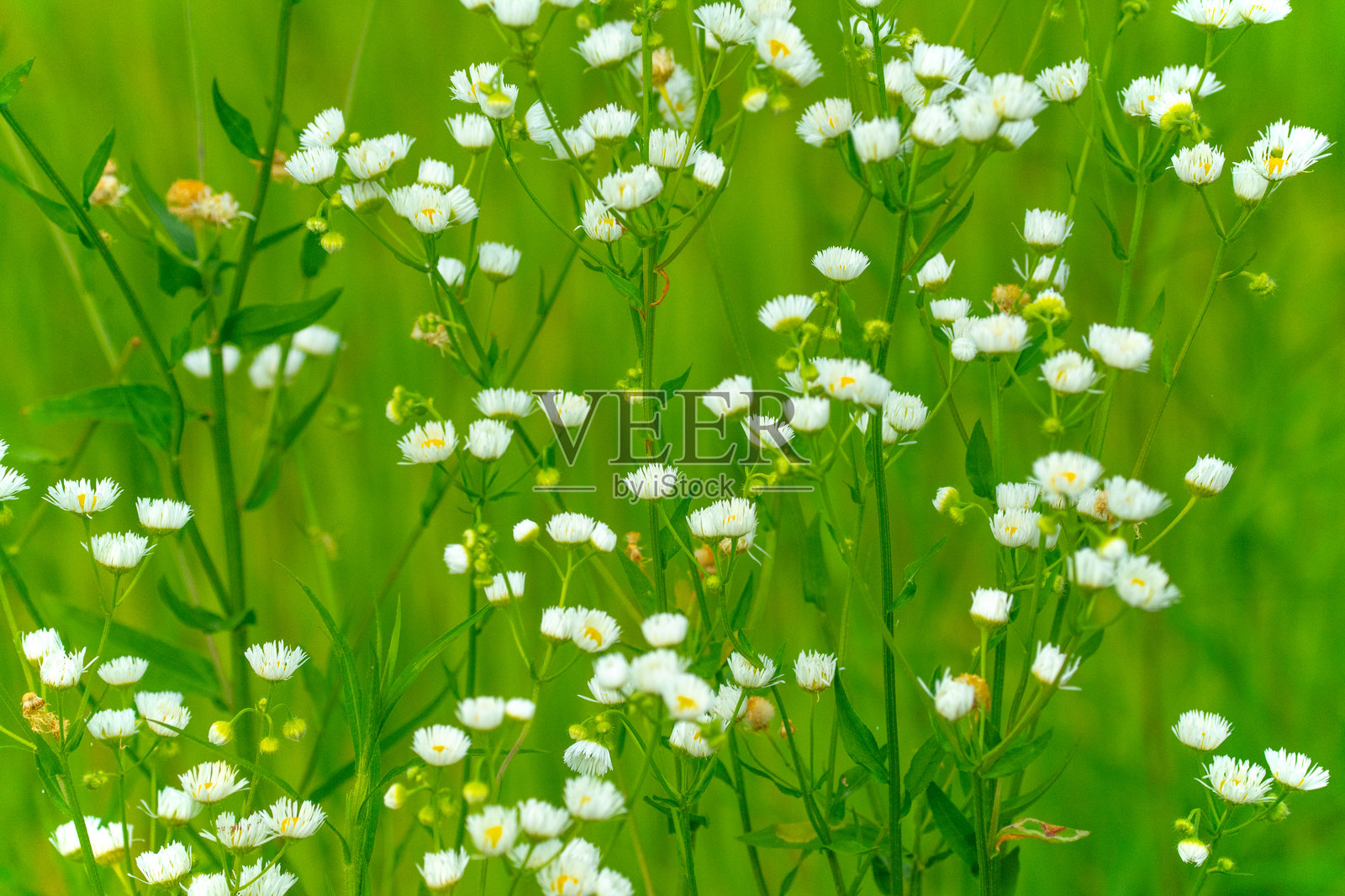 印第安纳州霍华德县盛开的野花照片摄影图片