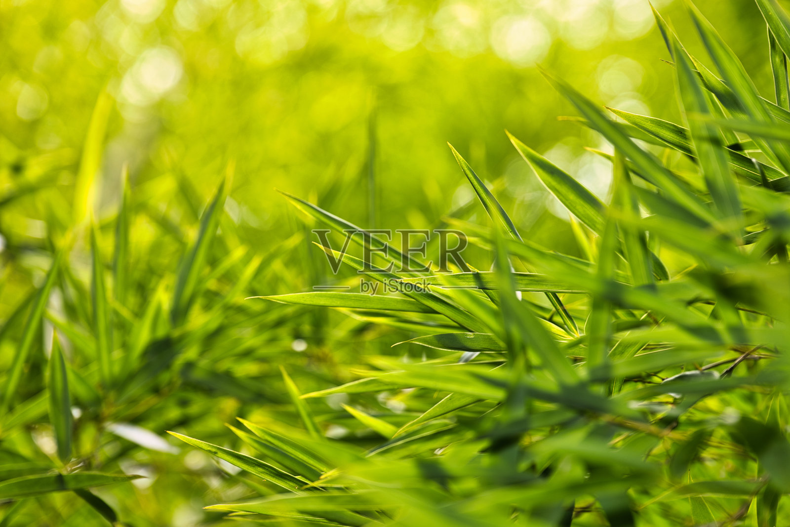 郁郁葱葱的森林中生机勃勃的绿色竹叶照片摄影图片