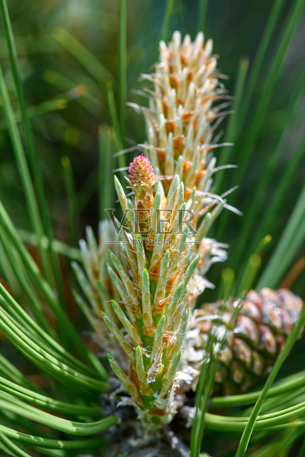 新鲜的松果针叶树照片摄影图片